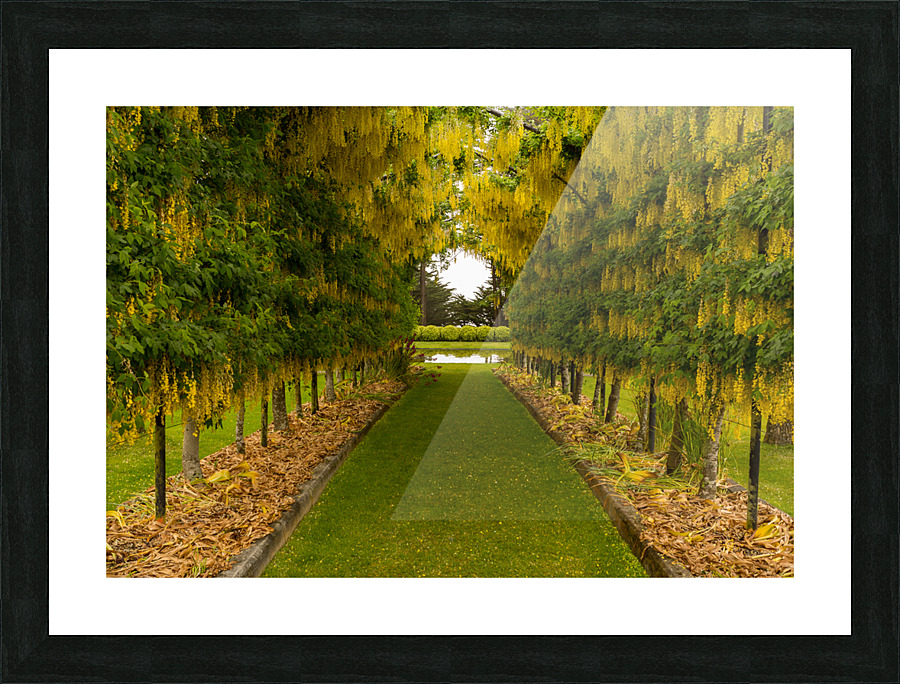 Laburnum Arch in full bloom over grass path Picture Frame print