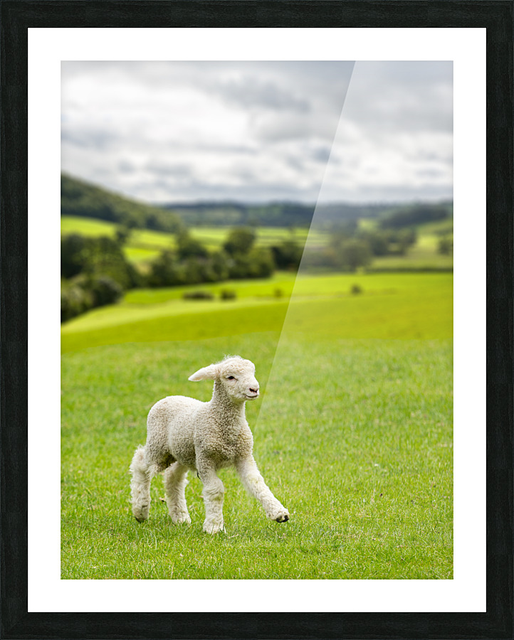 Cute lamb in meadow in wales or Yorkshire Dales  Framed Print Print