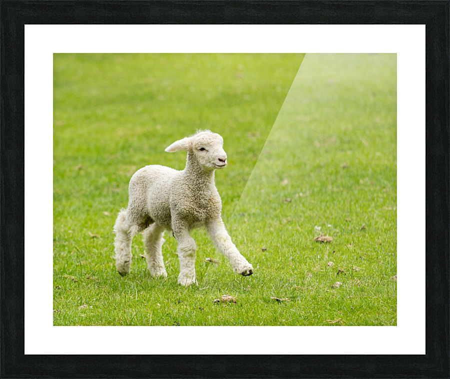 Cute lamb in meadow in New Zealand  Framed Print Print