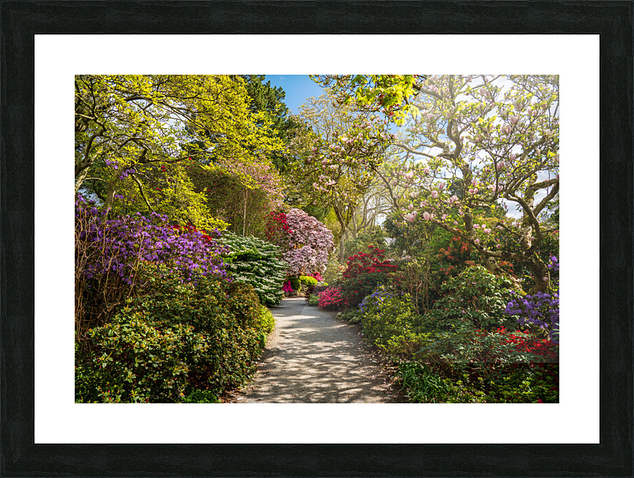 Azaleas and Rhododendron trees surround pathway in spring Frame print
