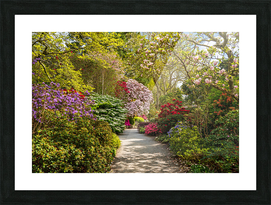 Path leads to Azaleas and Rhododendron trees in spring Picture Frame Printing