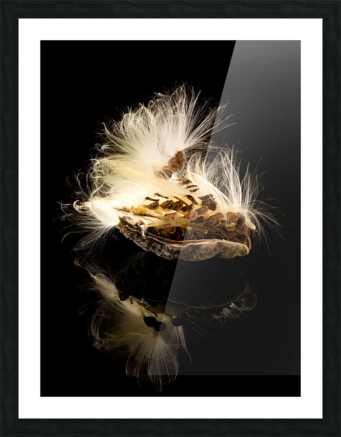 Macro photo of swamp milkweed seed pod  Framed Print Print