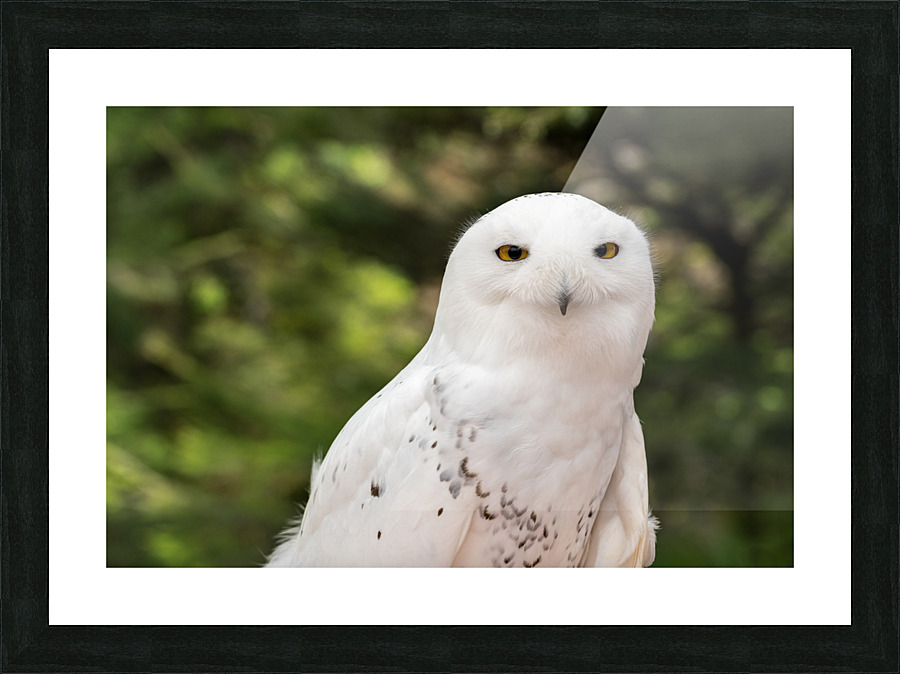 Close up of Snowy Owl against green rainforest in summer Picture Frame print