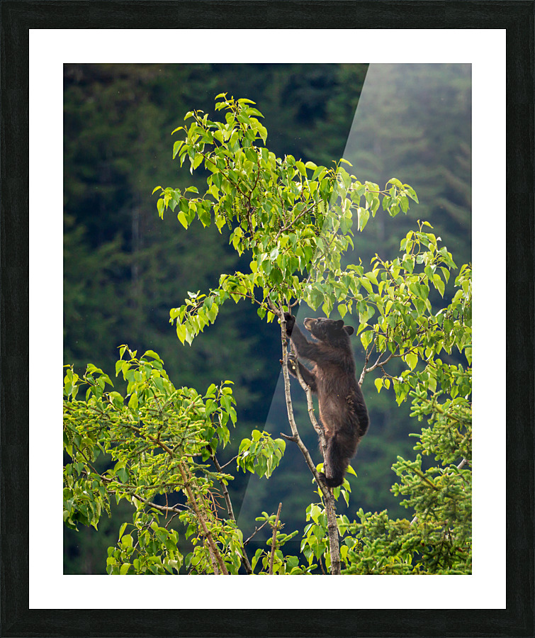 Wild brown or black bear cub high in tree in Alaska  Framed Print Print