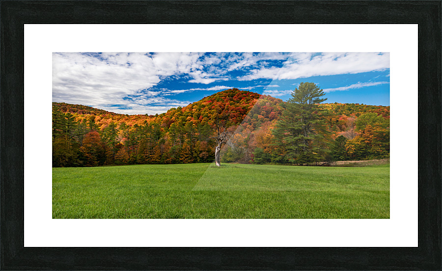 Old tree trunk contrasts with vibrant Vermont fall colors  Framed Print Print