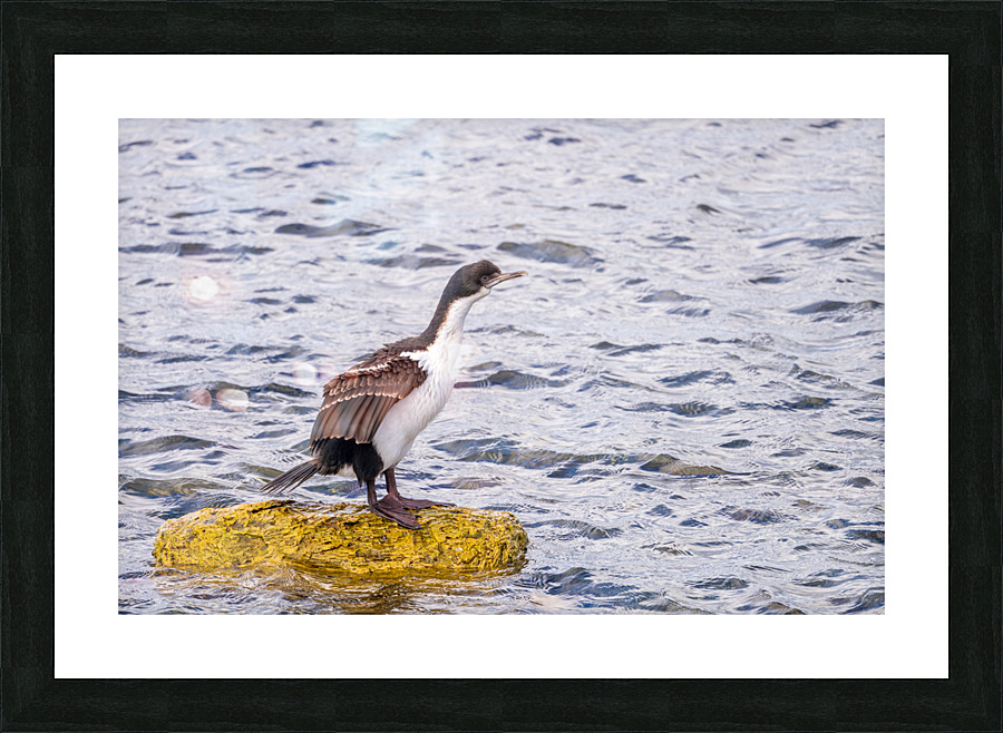 Imperial Cormorant seabird on rock in Punta Arenas Chile  Framed Print Print