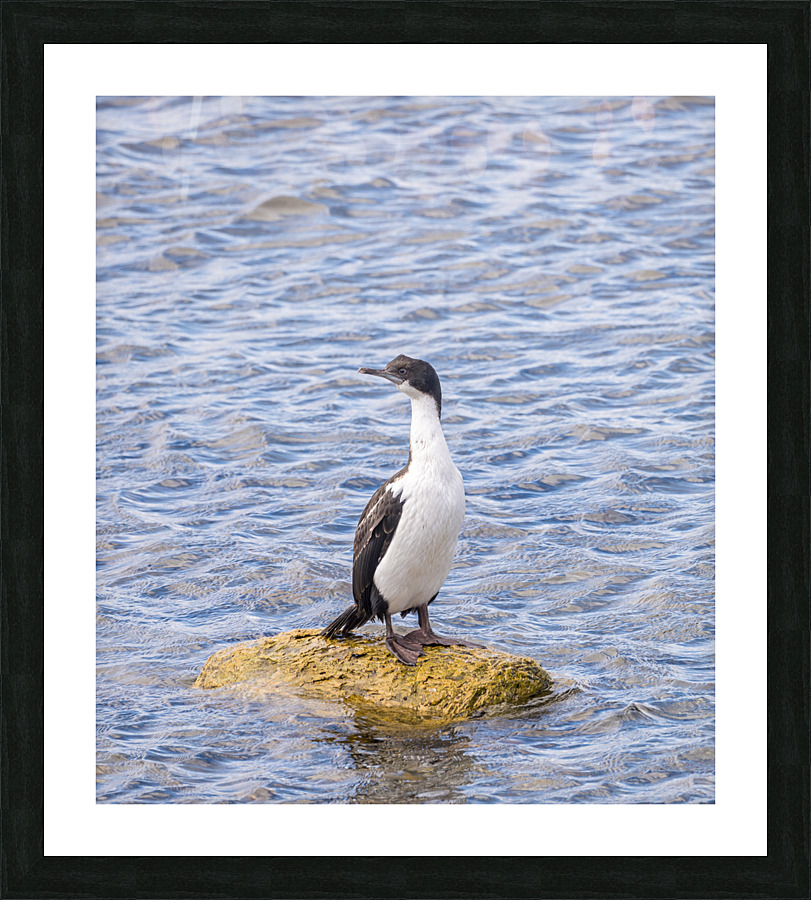 Imperial Cormorant seabird on rock in Punta Arenas Chile  Framed Print Print
