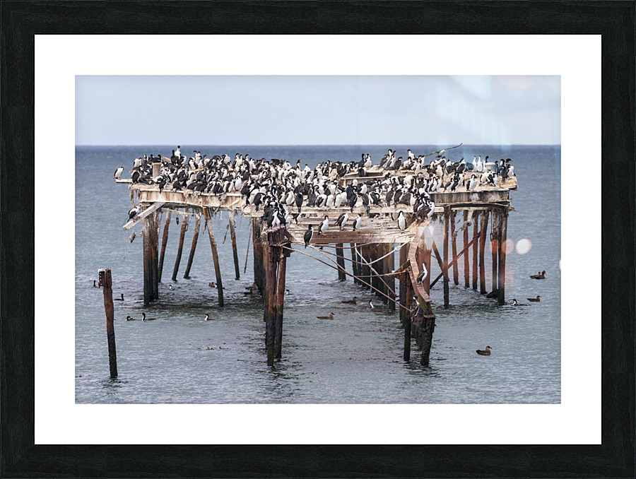 Colony of Imperial Cormorant seabirds in Punta Arenas Chile  Framed Print Print