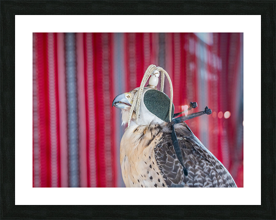 Falcon indoors wearing a leather cap with straps around its neck  Framed Print Print