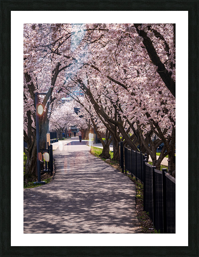 Cherry blossoms over walking trail  by the river in Morgantown W  Framed Print Print