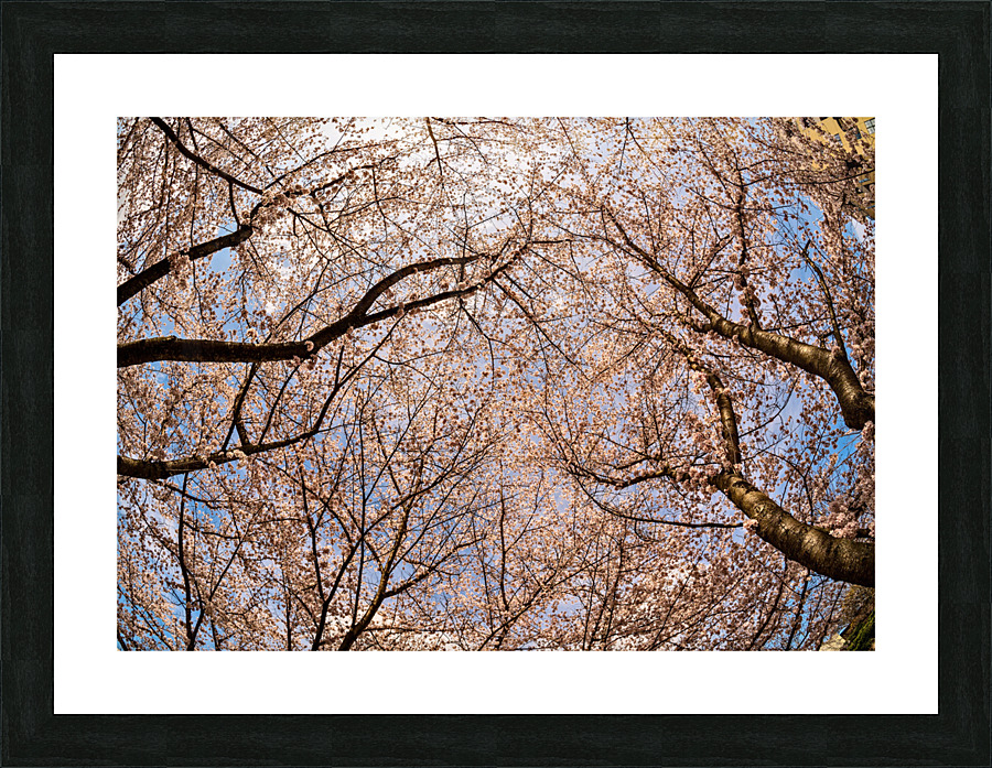 Cherry blossoms over walking trail  by the river in Morgantown W  Framed Print Print