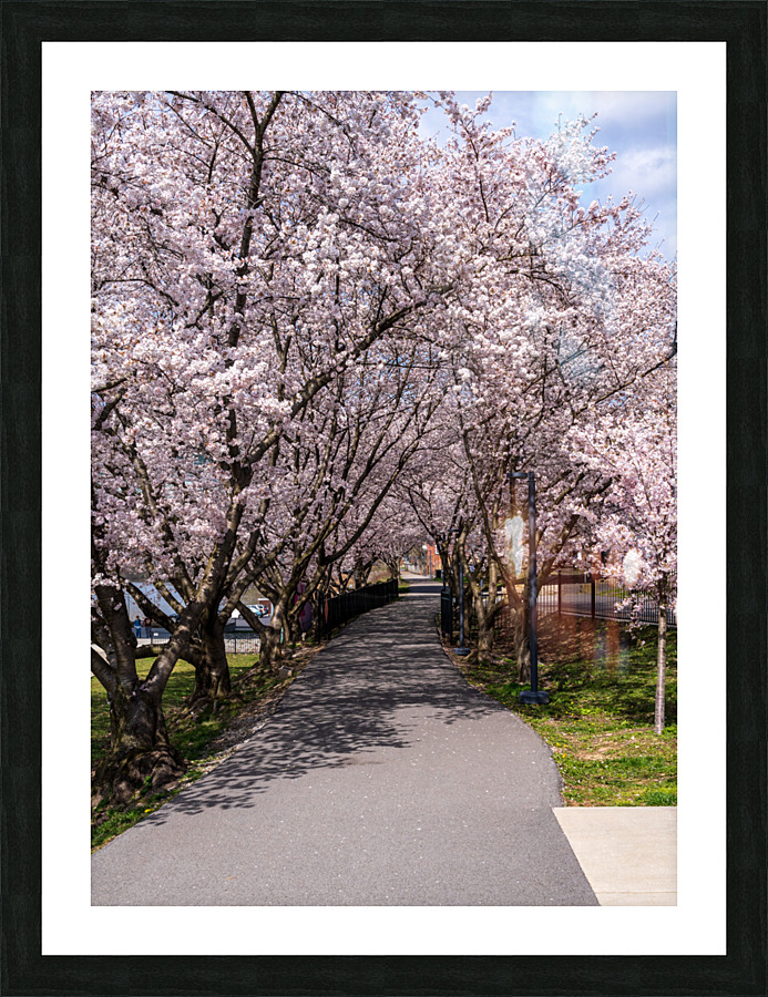 Cherry blossoms over walking trail  by the river in Morgantown W Impression et Cadre photo