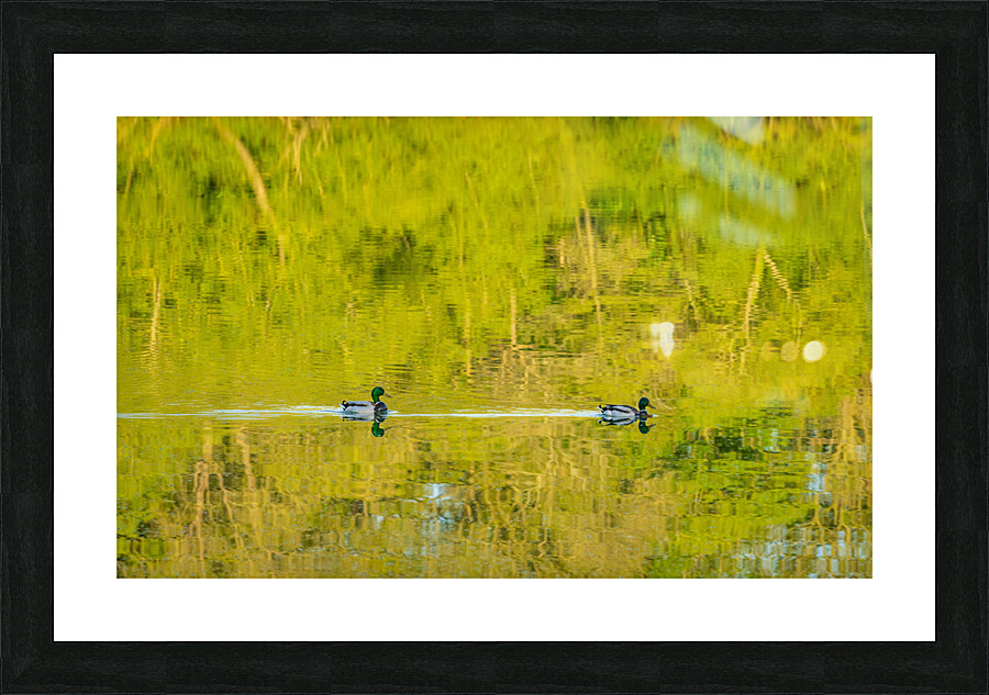 Two ducks floating through reflection of sunlit trees  Impression encadrée