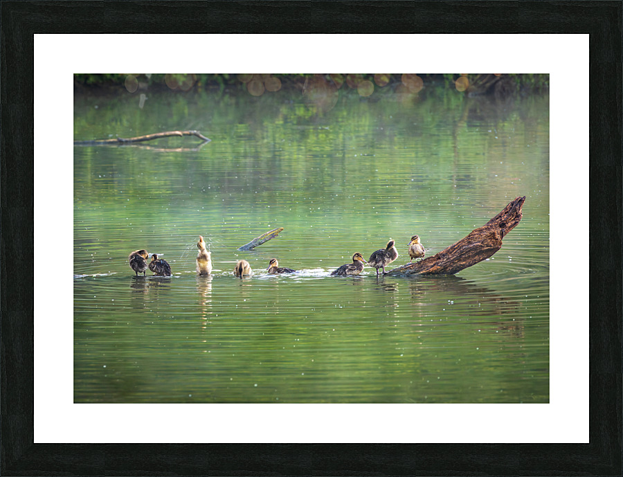Group of ducklings washing in lake at dusk  Framed Print Print