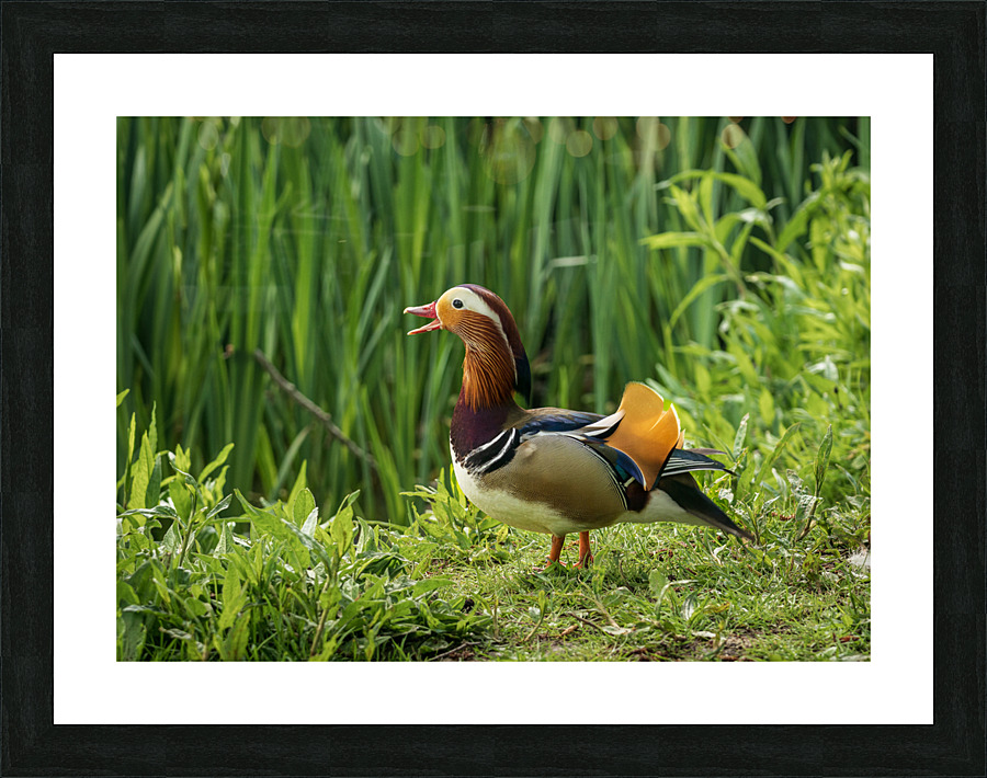 Mandarin Duck on the lakeshore at the Mere in Ellesmere   Framed Print Print