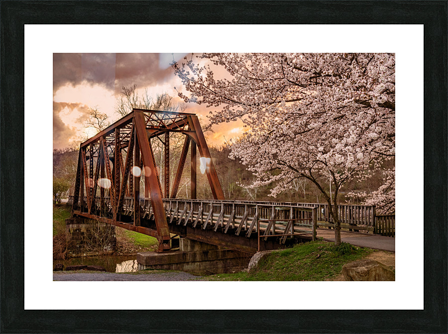 Sunset behind cherry blossoms in Morgantown WV  Framed Print Print