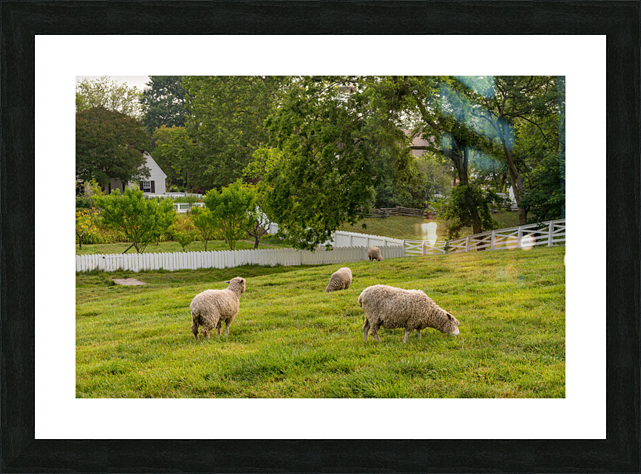 Sheep grazing in meadow in Williamsburg Virginia  Framed Print Print
