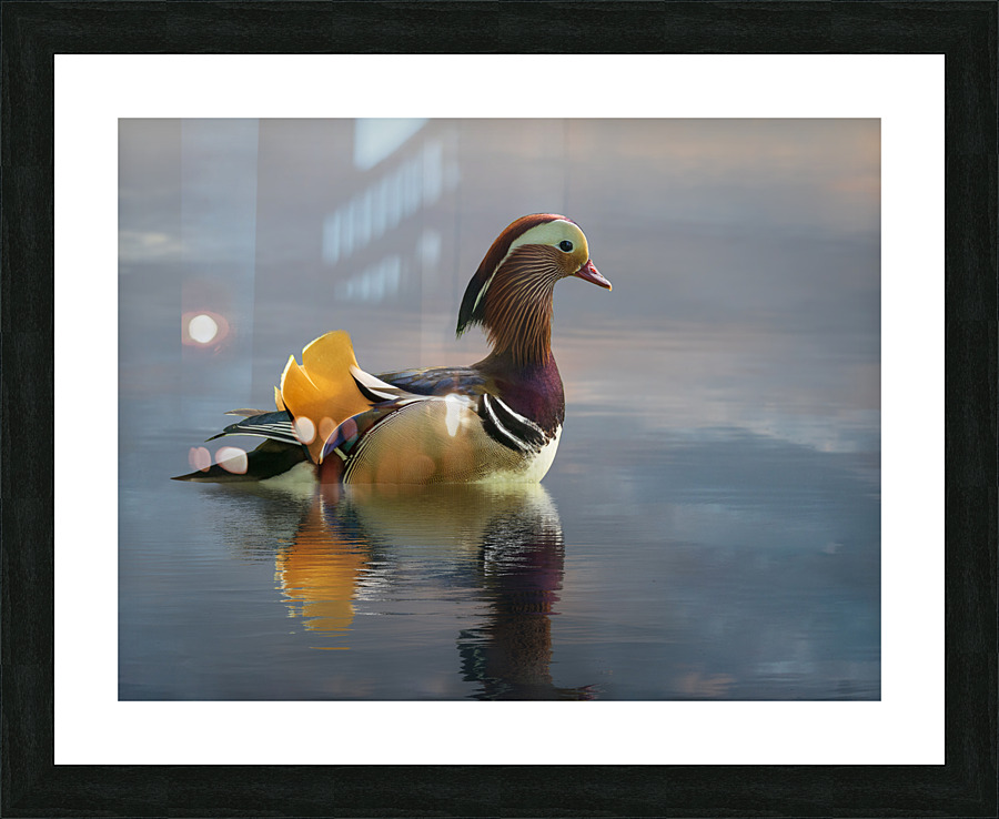 Mandarin duck floats on Ellesmere Mere to a clear reflection of   Impression encadrée