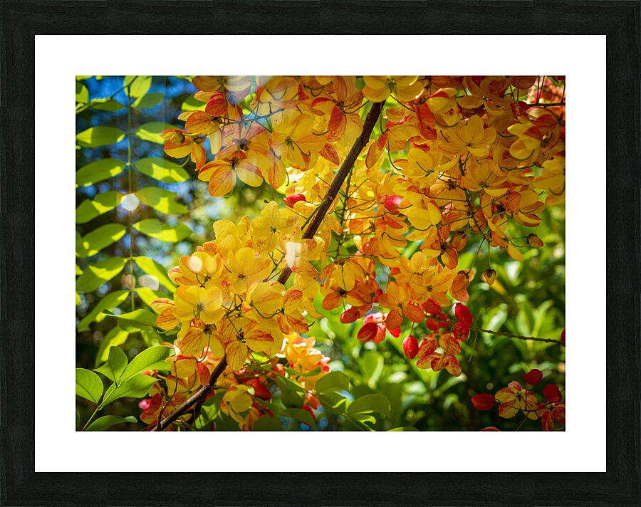 Gorgeous rainbow shower tree blossoms in Hawaii  Framed Print Print