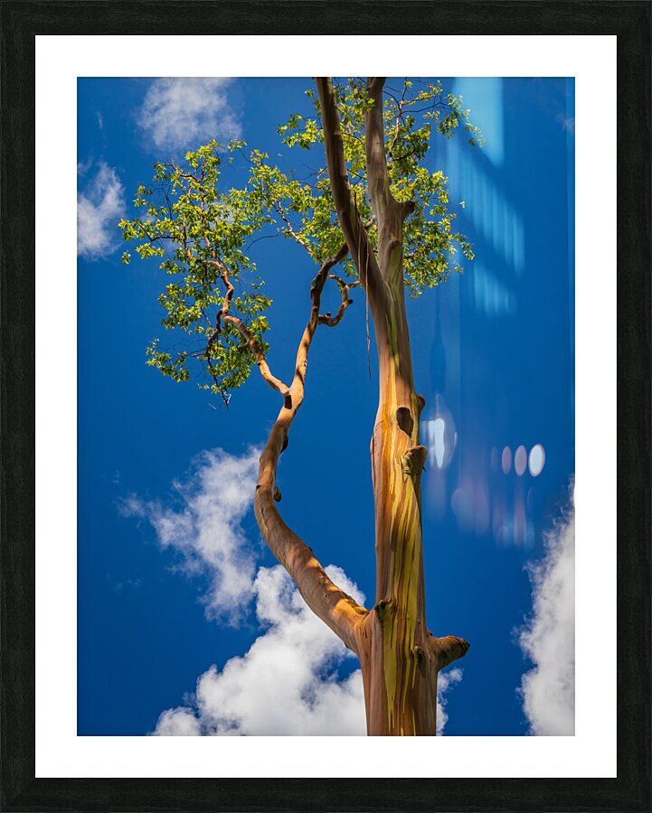 Branches of rainbow eucalyptus trees in Keahua Arboretum  Framed Print Print