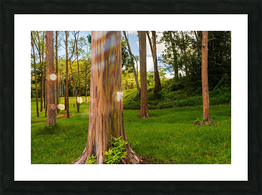 Group of rainbow eucalyptus trees in Keahua Arboretum  Impression encadrée
