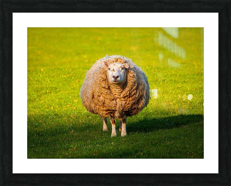 Large round sheep in meadow in Wales staring at camera  Framed Print Print