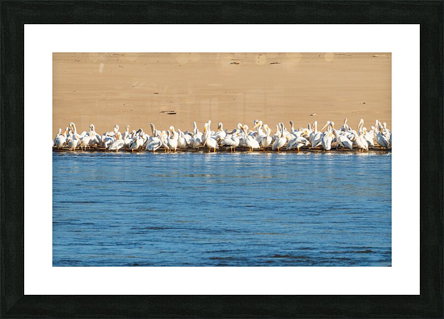 Flock of American white pelicans grouped on sandbank of Mississi  Framed Print Print