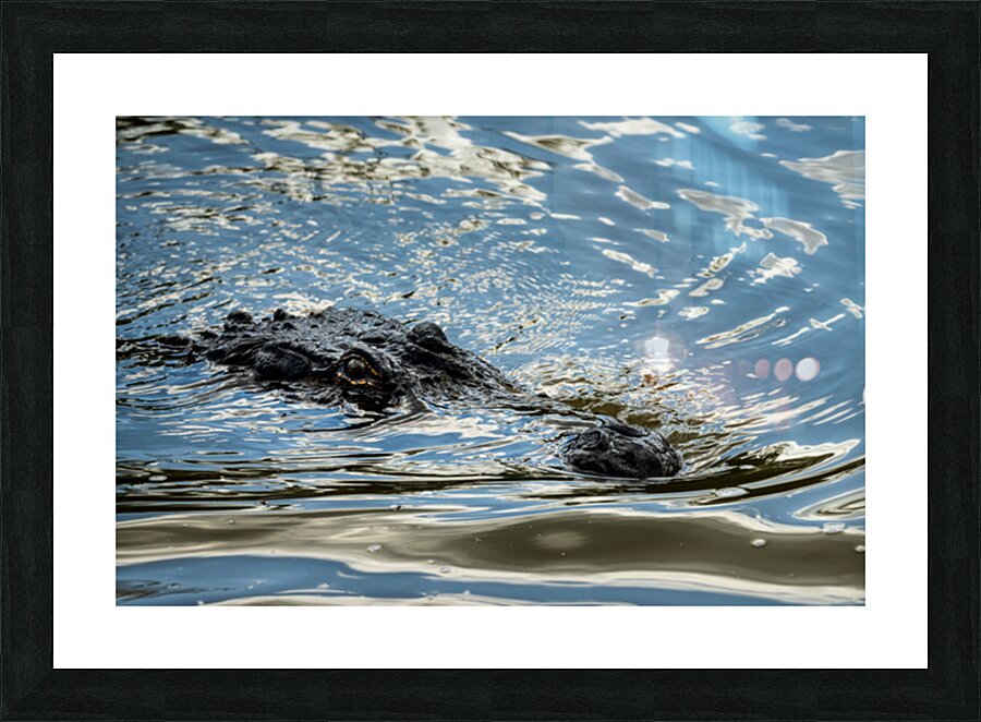 American alligator head in calm waters of Atchafalaya Picture Frame print