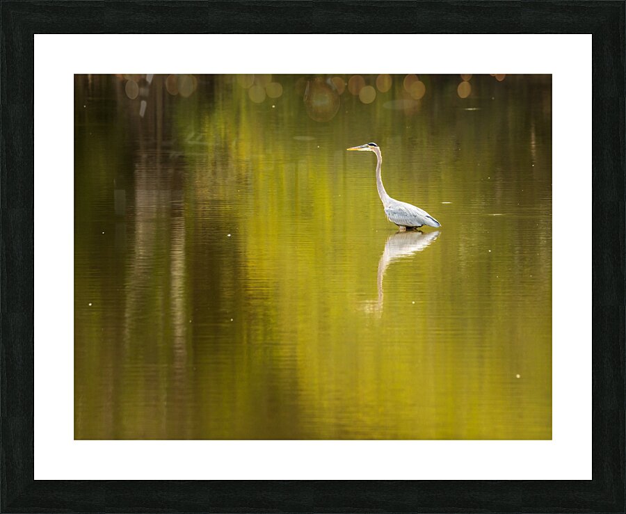 Great blue heron standing in calm water in Atchafalaya basin  Impression encadrée