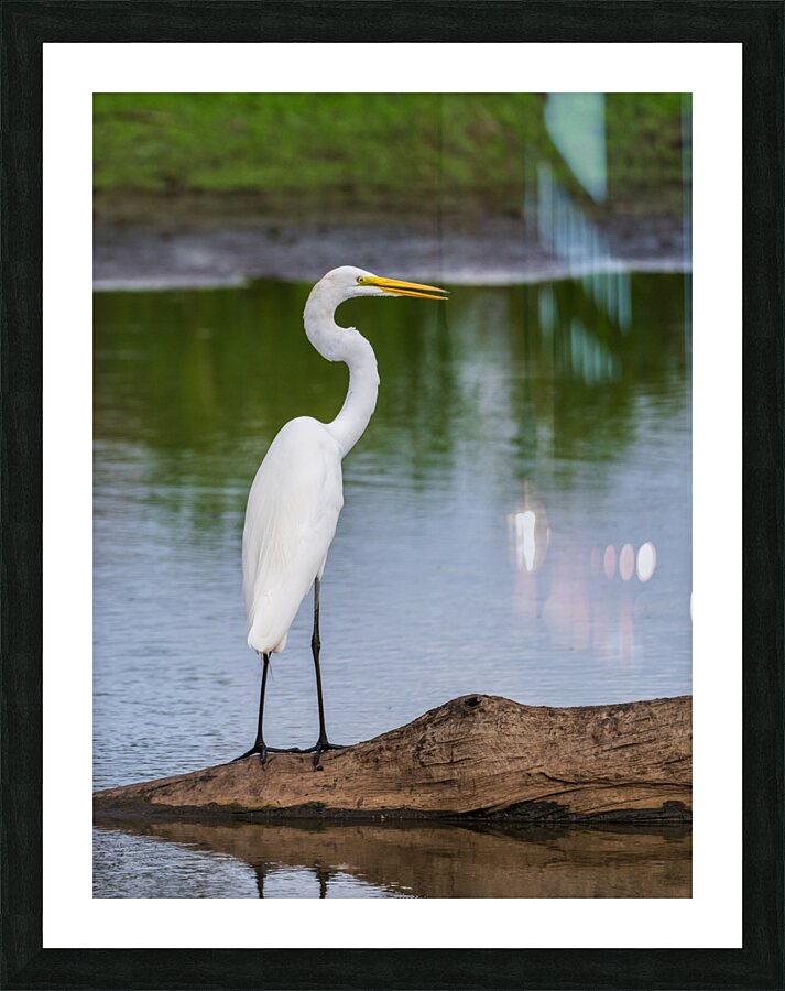 Great Egret on the stumps of bald cypress trees in Atchafalaya b  Framed Print Print
