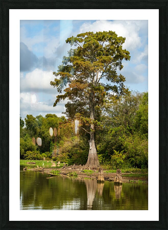 Large bald cypress trees rise out of water in Atchafalaya basin  Framed Print Print