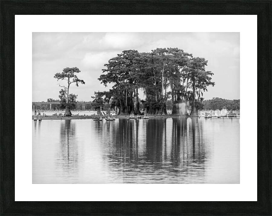 Stand of bald cypress trees rise out of water in Atchafalaya bas  Impression encadrée