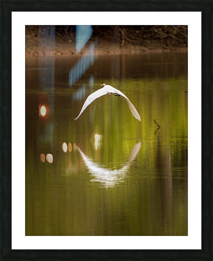 Great Egret flying in perfect circle in Atchafalaya basin  Framed Print Print