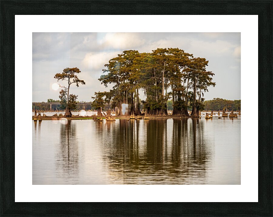 Stand of bald cypress trees rise out of water in Atchafalaya bas Picture Frame print