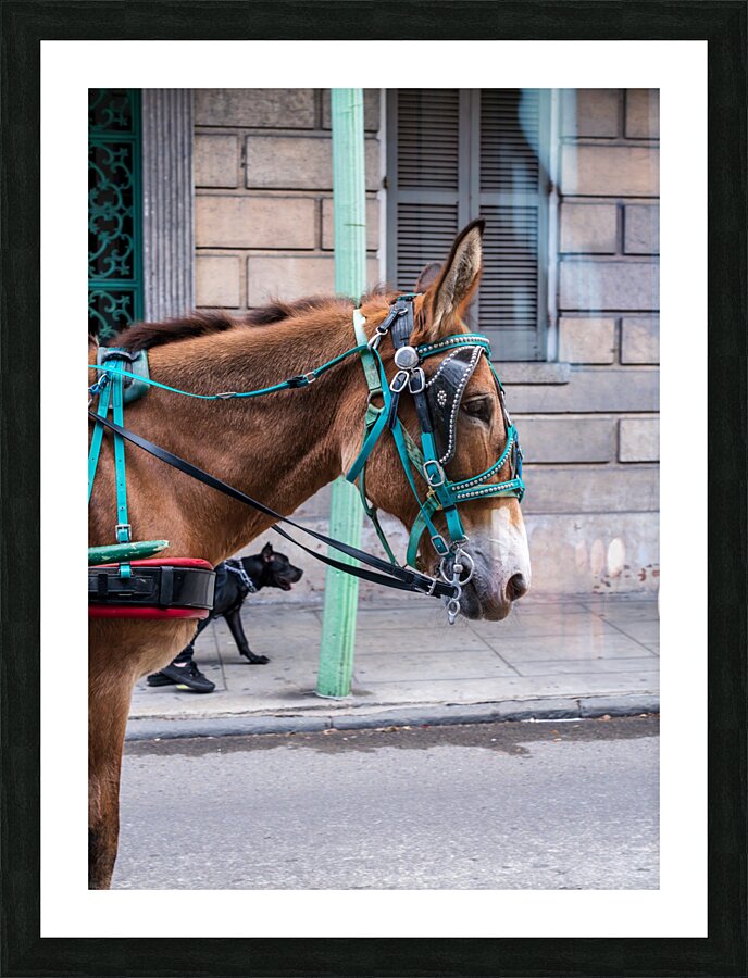Portrait of horse pulling carriage with black dog on sidewalk  Framed Print Print