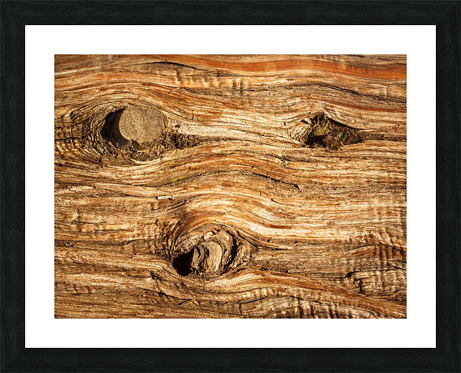 Background close up of cedar trunk bark  Framed Print Print