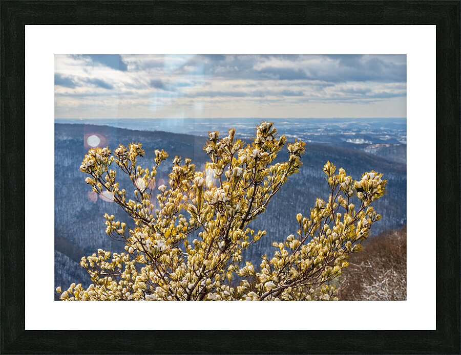 Eastern White Pine covered with snow at Coopers Rock  Framed Print Print