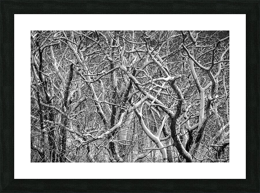 Twisted intertwined snow covered tree trunks at Coopers Rock  Framed Print Print