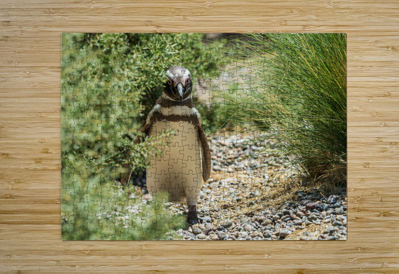 Single male magellanic penguin in plants in Punta Tombo Steve Heap Puzzle printing