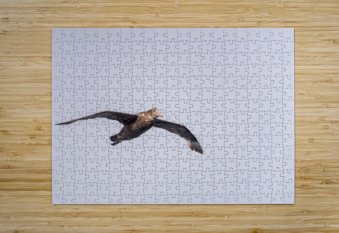 Southern giant petrel flying alongside cruise ship in South Atla Steve Heap Puzzle printing