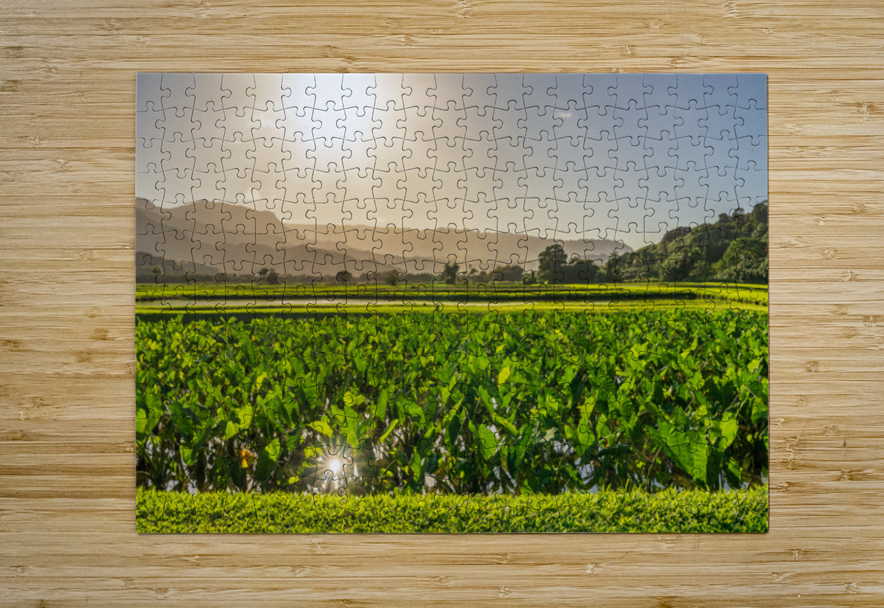 Verdant taro fields thrive under the Hawaiian sun near Hanalei B Steve Heap Puzzle printing