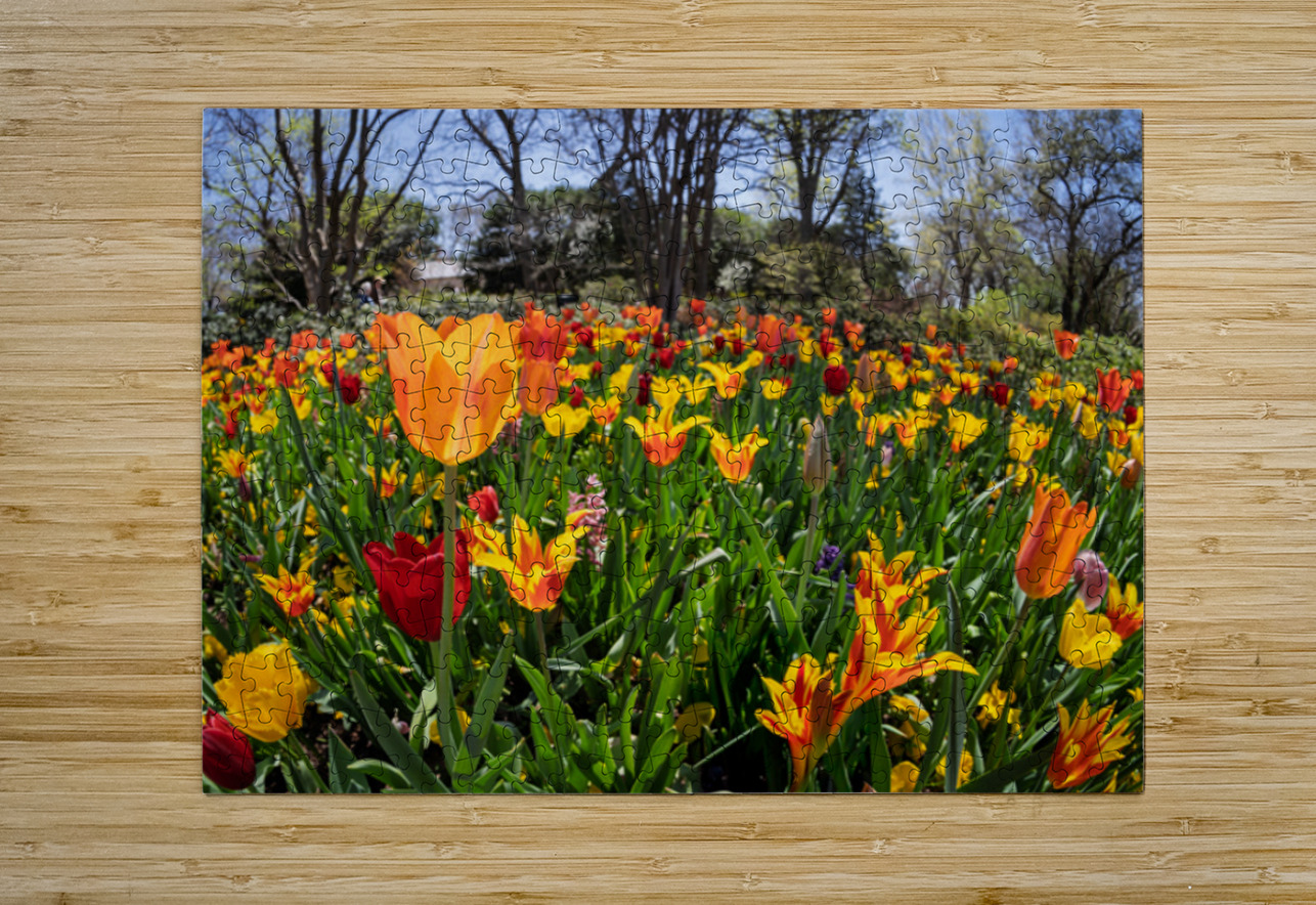 Field of vibrant tulips in full bloom creating a colorful tapes Steve Heap Puzzle printing