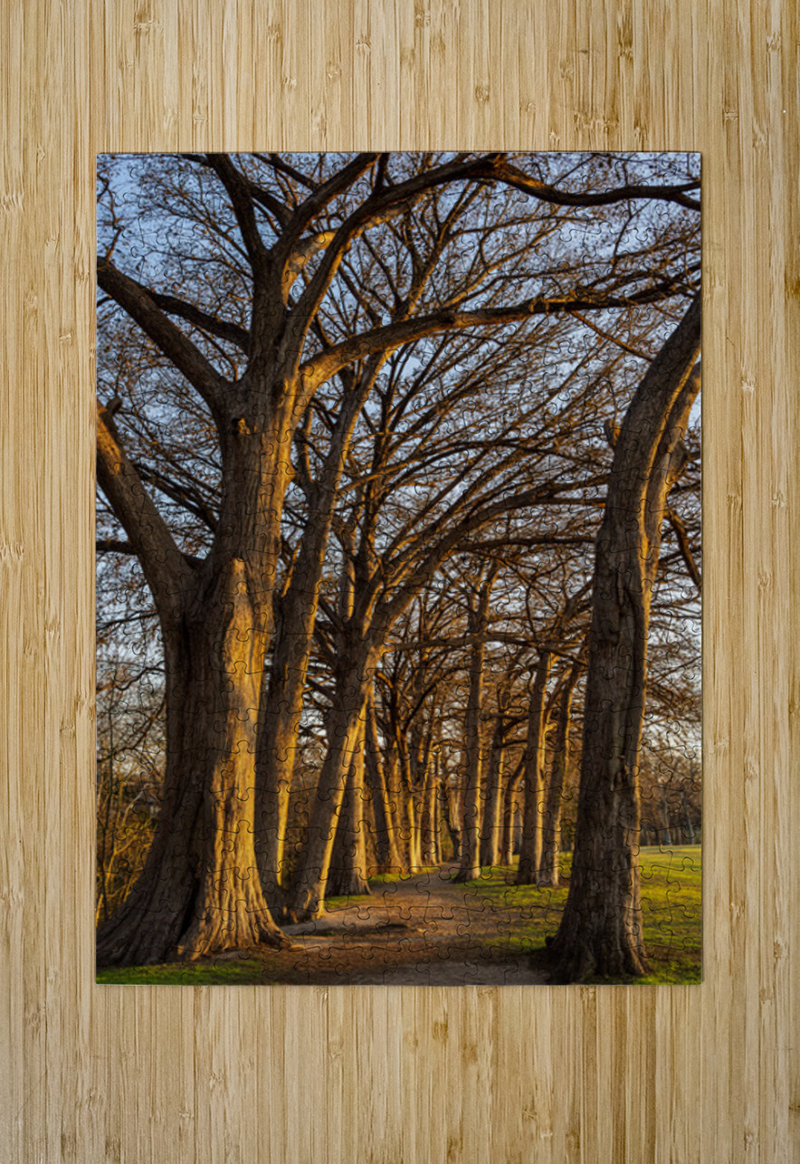 Large cypress trees in Cypress Bend Park by the side of Guadalup Steve Heap Puzzle printing