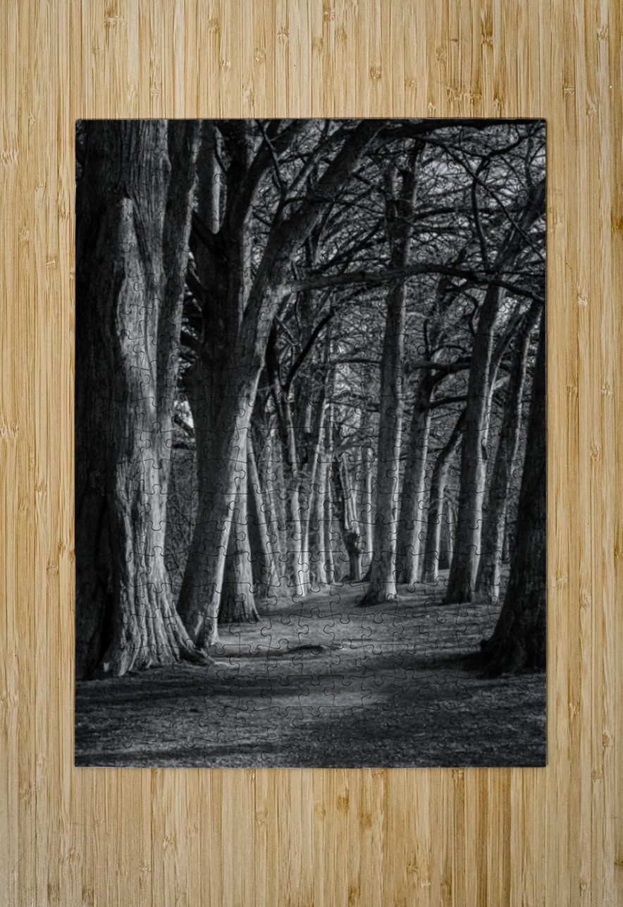Large cypress trees in Cypress Bend Park by the side of Guadalup Steve Heap Puzzle printing