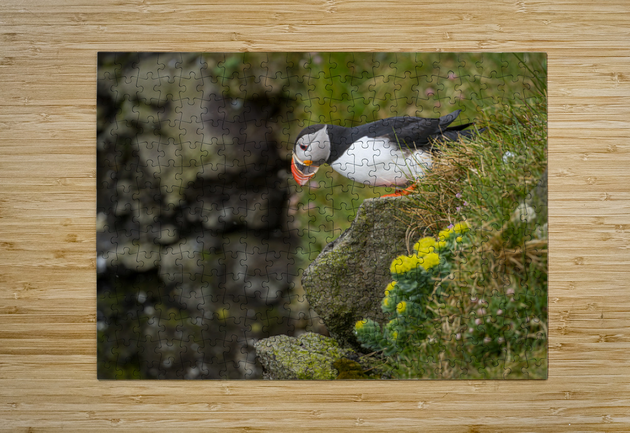Single puffin on the cliffs in the Skalanes Nature and Heritage  Steve Heap Puzzle printing