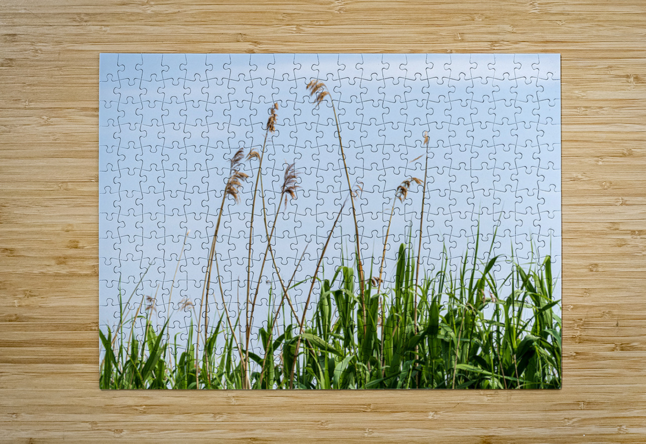 Tall reeds and green grasses sway gently against a light blue sk Steve Heap Puzzle printing