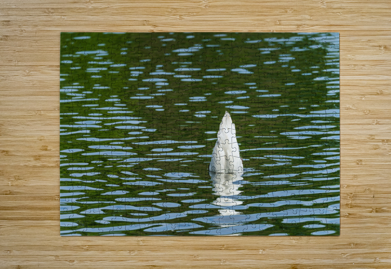 Rear view of the body of a swan reaching into the water of Elles Steve Heap Puzzle printing