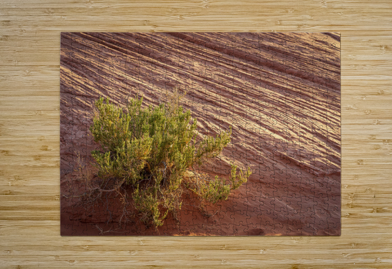 Detail of bush around Rainbow Vista trail in Valley of Fire stat Steve Heap Puzzle printing