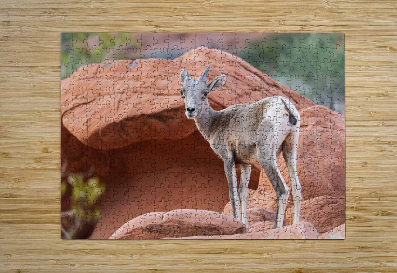 Bighorn sheep lamb grazing among formations in Valley of Fire st Steve Heap Puzzle printing