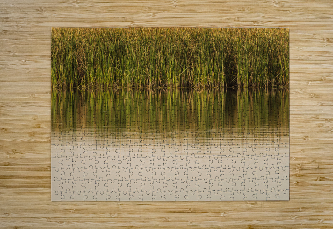 The still water reflects the reeds and their golden reflections  Steve Heap Puzzle printing